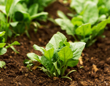 Suministros Agrícolas - Agustín López de Coca - Servicios 15