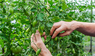 Suministros Agrícolas - Agustín López de Coca - Asesoramiento Agrícola y Análisis 3