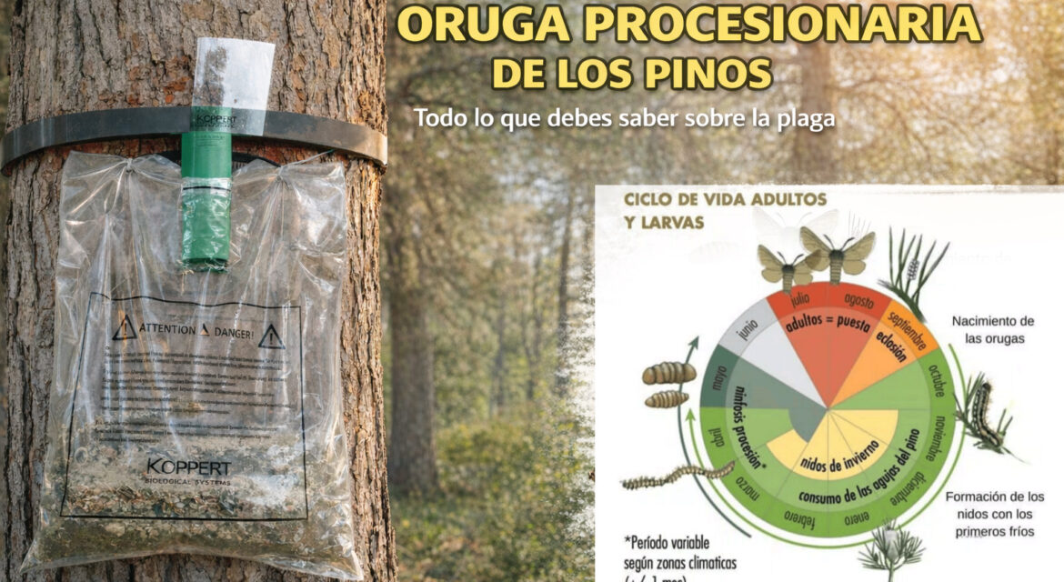 Suministros Agrícolas - Agustín López de Coca - 🐛LA PROCESIONARIA🐛 4 Suministros Agrícolas - Agustín López de Coca - 🐛LA PROCESIONARIA🐛 3