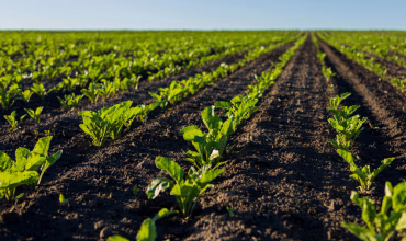 Suministros Agrícolas - Agustín López de Coca - Asesoramiento Agrícola y Análisis 5