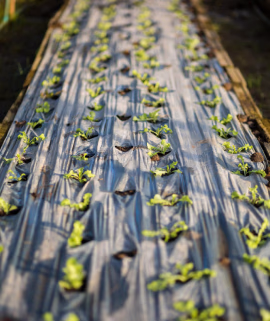Suministros Agrícolas - Agustín López de Coca - Servicios 5
