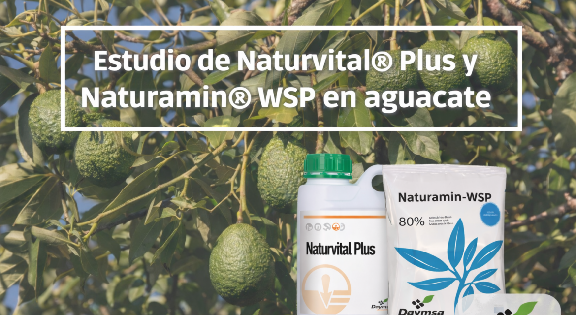Suministros Agrícolas - Agustín López de Coca - Aumento en rendimiento y calidad en aguacate con Naturvital® Plus y Naturamin® WSP 2 Suministros Agrícolas - Agustín López de Coca - Aumento en rendimiento y calidad en aguacate con Naturvital® Plus y Naturamin® WSP 1