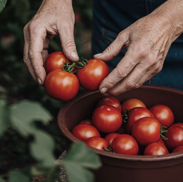 Suministros Agrícolas - Agustín López de Coca - Inicio 16 Suministros Agrícolas - Agustín López de Coca - Inicio 15