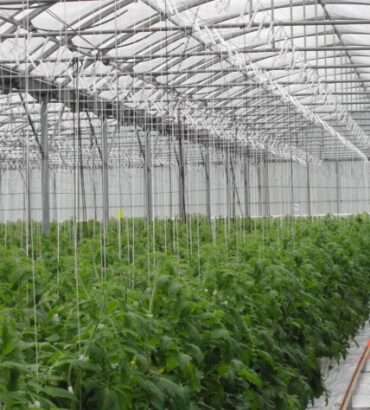 Cubiertas de invernadero