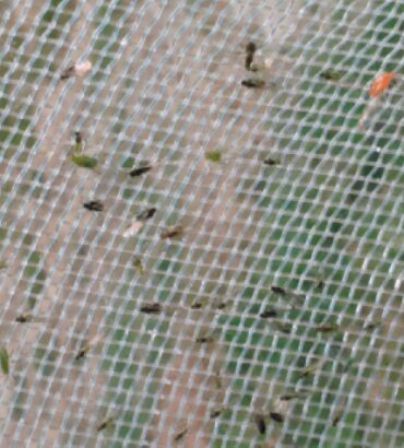 Mallas mosquiteras y anti-trips