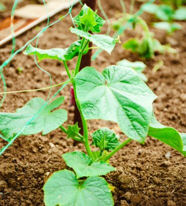 Correctores de carencias